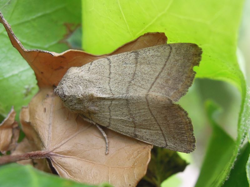 Charanyca (Charanyca) trigrammica